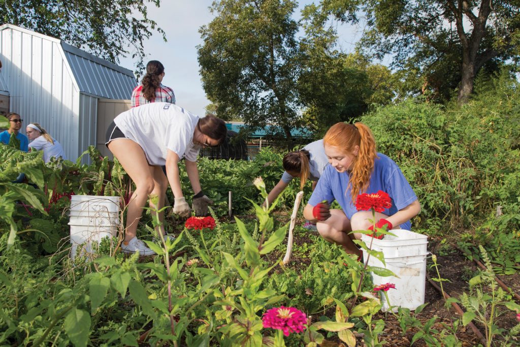 Several students kneeing and bending over in the community garden, harvesting vegetables. Brightly-colored flowers are in the foreground.