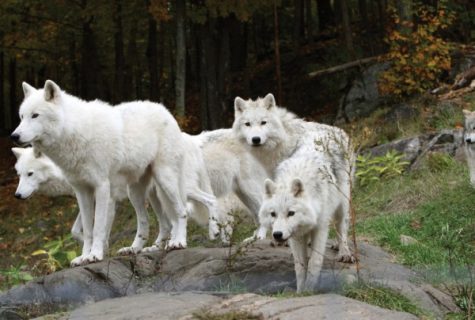 white wolves standing by the water