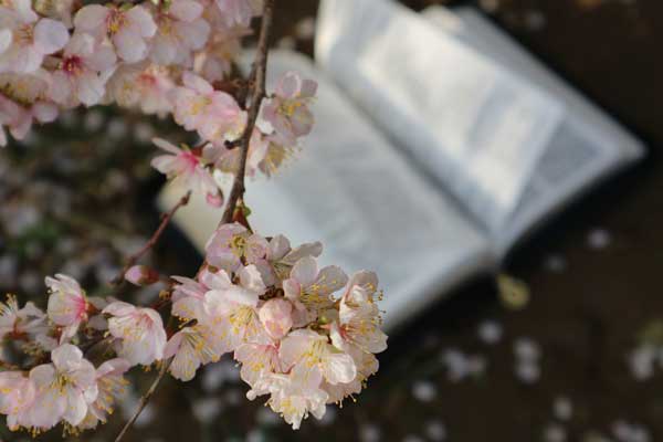 Cherry blossom with book in background.