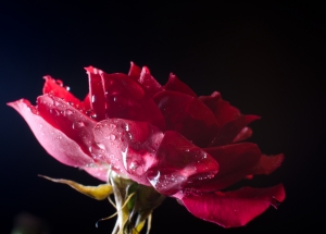 blooming red rose