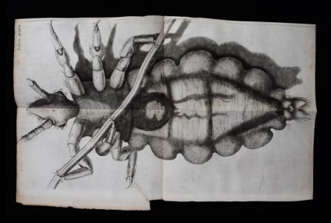 drawing of bug