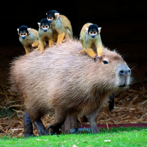 An image from Ben Breen's blog post, "Froger's Capybara and the Metaphysics of Memes"