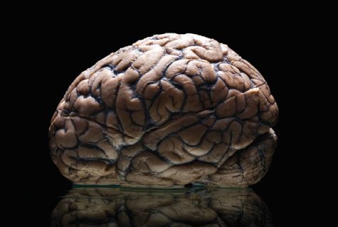 Brain on black table. Photo by Adam Voorhes.
