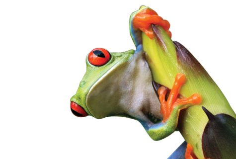 Image of orange-eyed frog on a plant. iStock