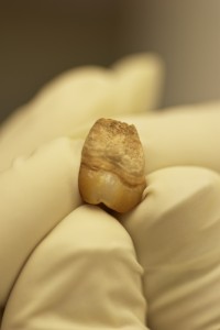 2 Hoyo Negro_Naia_human tooth for dating, DNA (James Chatters)