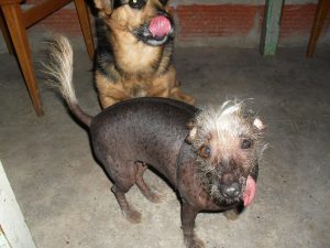 Reina ("Queen"), a dog DiGiovanni met while in Buenos Aires.