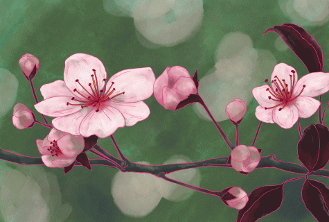 Pink cherry blossom blooming into an open book with green background.