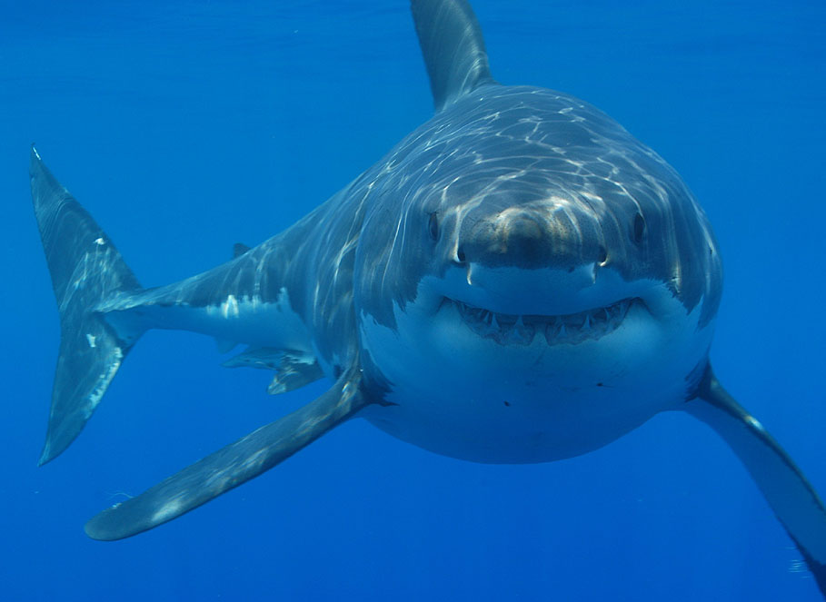 73 Shark On Fishing Line Stock Photos, High-Res Pictures, and