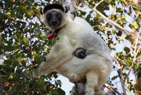 A wild lemur in Madagascar hold onto the branch of a tree and looks directly at the photographer. She is wearing a red tracking collar and the tiny head of her baby is peeking out near her stomach.